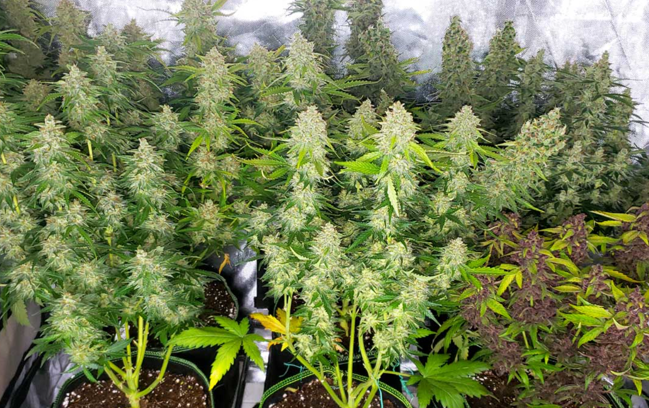 Advanced LED grow light system illuminating cannabis plants in a controlled environment
