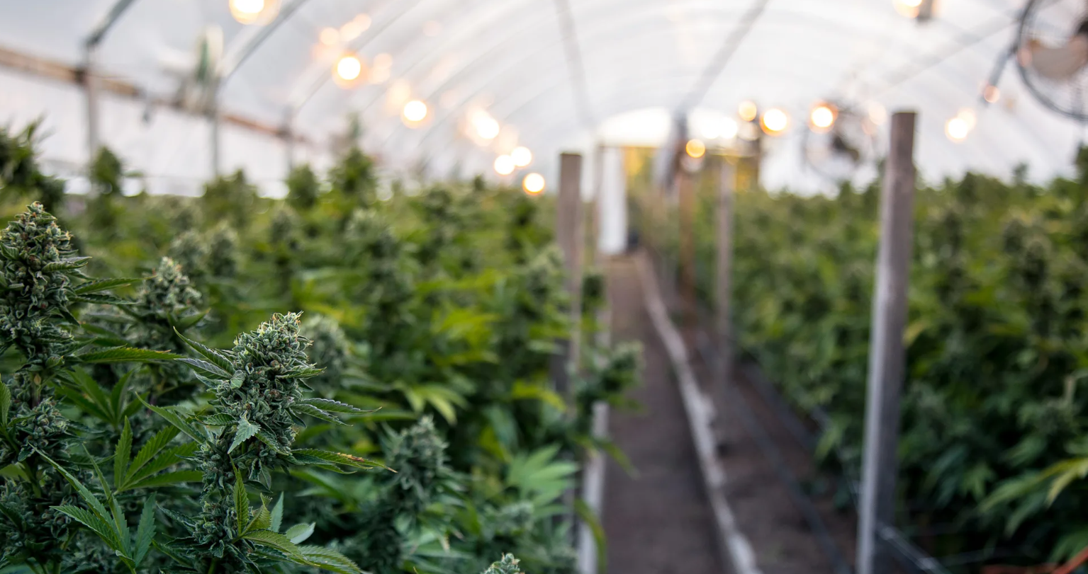 Close-up view of healthy cannabis leaves showing optimal growth patterns and coloration