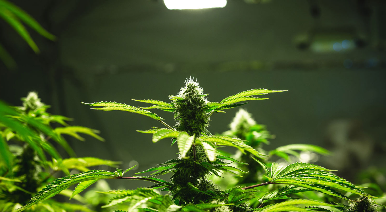 Modern indoor grow room with climate control and professional lighting equipment