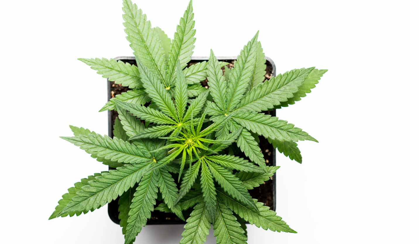 Harvested cannabis buds displayed with precision trimming and quality assessment tools